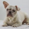 Image of Charlie, a French Bulldog puppy