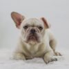Image of Charlie, a French Bulldog puppy