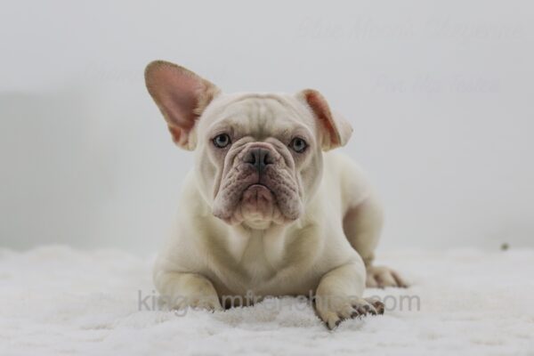 Image of Charlie, a French Bulldog puppy