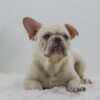 Image of Charlie, a French Bulldog puppy