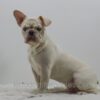 Image of Charlie, a French Bulldog puppy