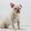 Image of Charlie, a French Bulldog puppy