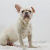 Image of Charlie, a French Bulldog puppy