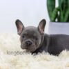 Image of Duncan, a French Bulldog puppy