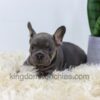 Image of Duncan, a French Bulldog puppy