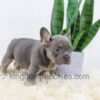 Image of Duncan, a French Bulldog puppy