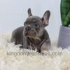 Image of Duncan, a French Bulldog puppy