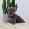 Image of Duncan, a French Bulldog puppy