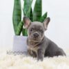 Image of Duncan, a French Bulldog puppy