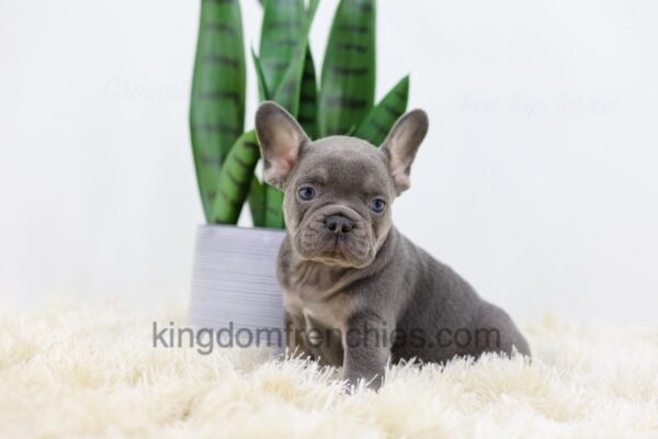 Image of Duncan, a French Bulldog puppy