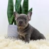 Image of Duncan, a French Bulldog puppy