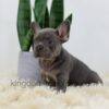 Image of Duncan, a French Bulldog puppy