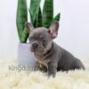 Image of Duncan, a French Bulldog puppy