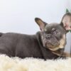 Image of Duster, a French Bulldog puppy