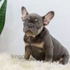 Image of Duster, a French Bulldog puppy