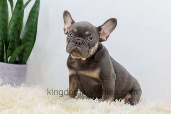 Image of Duster, a French Bulldog puppy