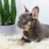 Image of Duster, a French Bulldog puppy