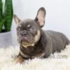 Image of Duster, a French Bulldog puppy