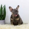 Image of Duster, a French Bulldog puppy