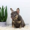 Image of Duster, a French Bulldog puppy