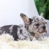 Image of Elvis, a French Bulldog puppy