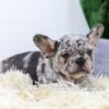 Image of Elvis, a French Bulldog puppy