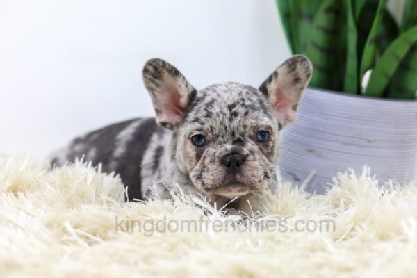 Image of Elvis, a French Bulldog puppy