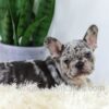 Image of Elvis, a French Bulldog puppy