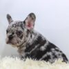 Image of Elvis, a French Bulldog puppy