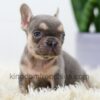 Image of Lana, a French Bulldog puppy