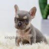 Image of Lana, a French Bulldog puppy