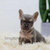 Image of Lana, a French Bulldog puppy