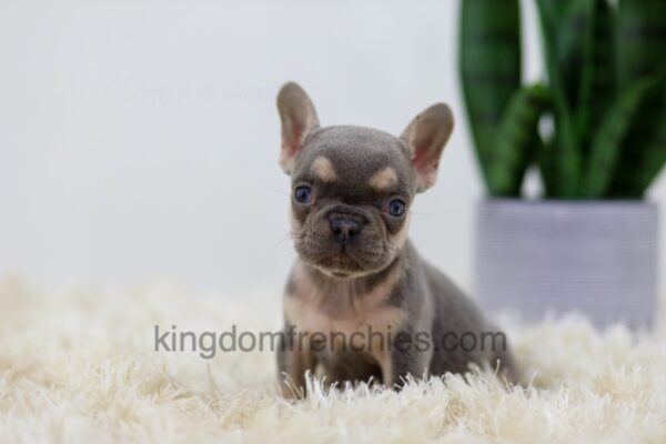 Image of Lana, a French Bulldog puppy