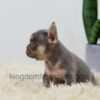 Image of Lana, a French Bulldog puppy