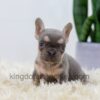 Image of Lana, a French Bulldog puppy