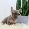 Image of Lana, a French Bulldog puppy