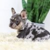 Image of Luna, a French Bulldog puppy