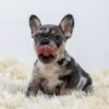 Image of Luna, a French Bulldog puppy