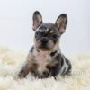 Image of Luna, a French Bulldog puppy