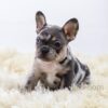 Image of Luna, a French Bulldog puppy