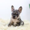 Image of Luna, a French Bulldog puppy