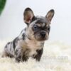 Image of Luna, a French Bulldog puppy