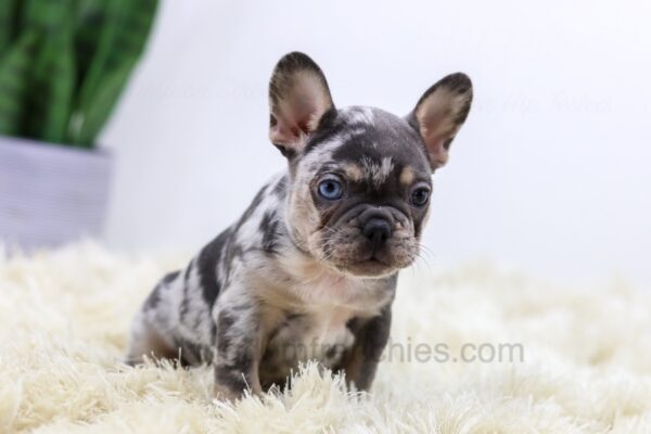 Image of Luna, a French Bulldog puppy