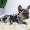 Image of Luna, a French Bulldog puppy