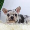 Image of Rocco, a French Bulldog puppy