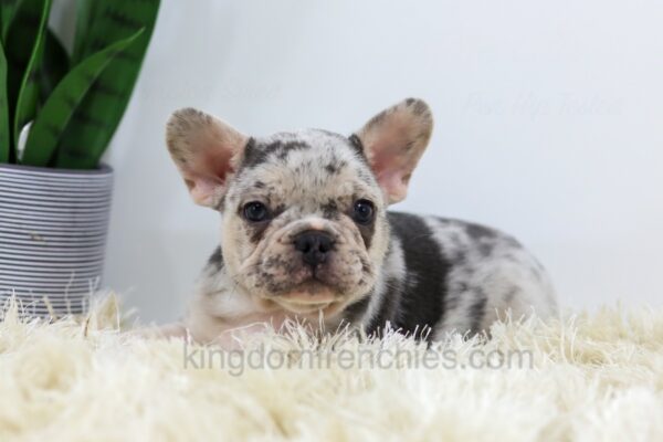 Image of Rocco, a French Bulldog puppy