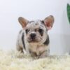 Image of Rocco, a French Bulldog puppy