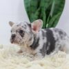 Image of Rocco, a French Bulldog puppy