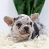 Image of Rocco, a French Bulldog puppy