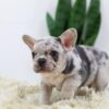 Image of Rocco, a French Bulldog puppy